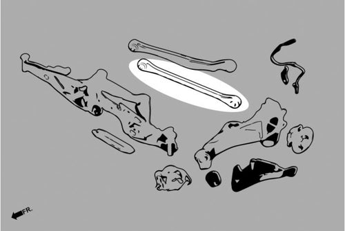 Hardrace Rear Lower Arm (Adjustable) - BMW 128ti F40, MINI Cooper S F56